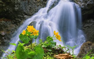 Картинка Природа, Скалы, Водопад, Цветок
