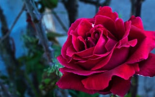 Обои Цветы, Роза, Бутон, Лепестки