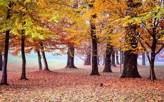 Обои Природа, Деревья, Парк, Осень, Листва
