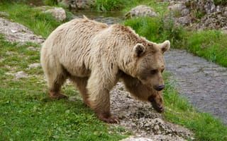Картинка Животные, Прогулка, Бурый Медведь, Сибирский Медведь