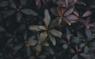 Картинка Природа, Листья, Серый, Растение, Куст, Темный, Зеленый