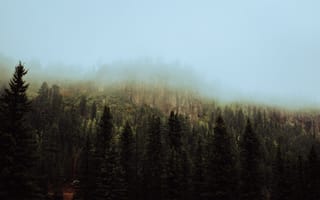 Картинка Природа, Деревья, Лес, Туман, Ель, Небо