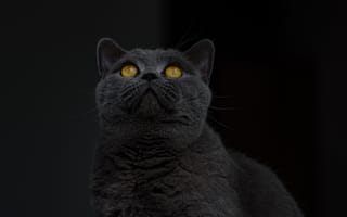 Картинка Животные, Кот, Серый, Взгляд, Британская Короткошерстная Кошка