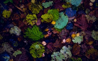Картинка Природа, Осень, Опавшие, Сухие, Листья
