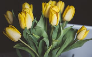 Картинка Цветы, Тюльпаны, Желтый, Букет