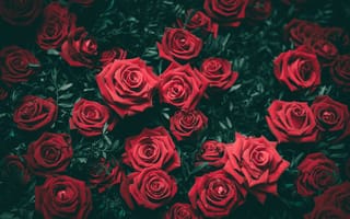 Картинка Розы, Цветы, Бутоны, Кусты, Красный