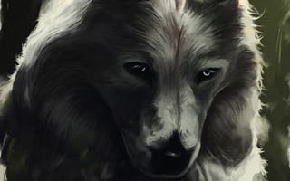 Картинка Арт, Хищник, Взгляд, Зверь, Волк