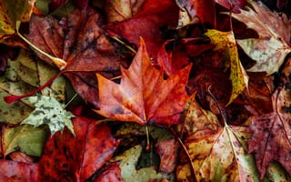 Картинка Природа, Осень, Опавший, Листья, Сухой