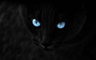 Картинка Кот, Взгляд, Голубоглазый, Черный