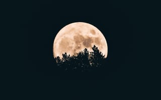 Картинка Луна, Ночь, Темный, Деревья