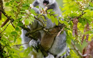 Картинка Животные, Дерево, Забавный, Лемур, Ветки, Высунутый Язык, Животное