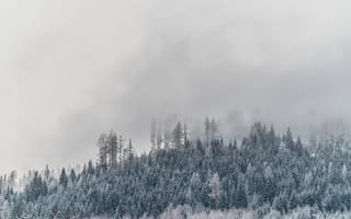 Картинка Зима, Природа, Заснеженный, Туман, Иней, Деревья