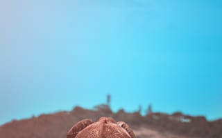 Картинка Животные, Слоны, Слон, Детеныш, Дикая Природа