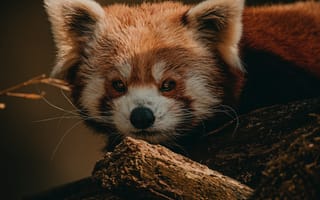 Картинка Животные, Дерево, Животное, Дикая Природа, Коричневый, Малая Панда