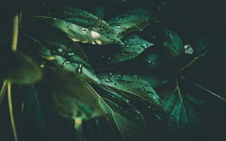 Картинка Листья, Капли, Роса, Макро, Зеленый, Влага, Растение
