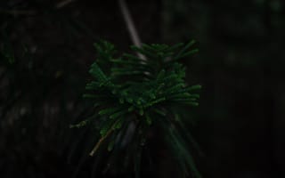 Картинка Растение, Темные, Темный, Ветка, Зеленый, Дерево