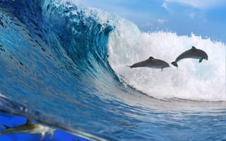 Картинка Дельфины, Животные, Океан, Свобода, Волна