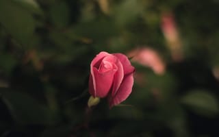Картинка Цветы, Роза, Размытость, Розовый, Бутон