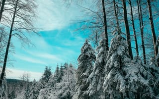 Картинка Зима, Природа, Ели, Небо, Лес