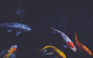 Картинка Природа, Рыбы, Плавать, Подводный Мир