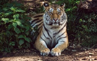 Картинка Животные, Лежит, Тигр, Хищник, Большая Кошка