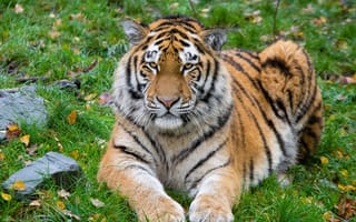 Картинка Животные, Лежит, Большая Кошка, Сибирский Тигр, Тигр, Хищник