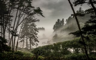 Картинка Природа, Кусты, Лес, Туман