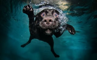 Картинка Собака, Животные, Плавает, Под Водой, Черная, Вода