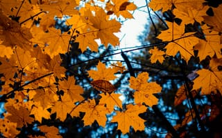 Картинка Осень, Природа, Листья, Ветки, Клен