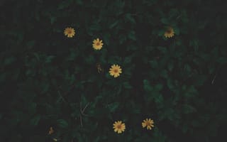 Картинка Цветы, Листья, Зеленый, Темный, Растение