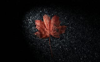 Картинка Природа, Осень, Листок, Сухой, Коричневый