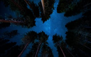 Картинка Ночь, Природа, Деревья, Звездное Небо, Звезды