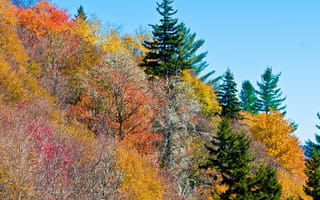 Картинка Природа, Деревья, Осень