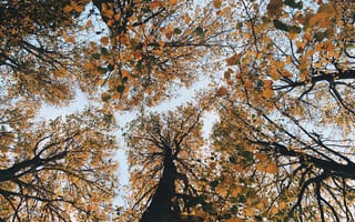 Картинка Природа, Деревья, Осень, Вид Снизу