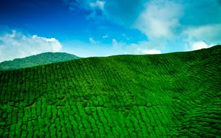 Картинка Природа, Горы, Зелень, Плантация, Высота, Чай
