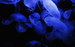 Картинка Медузы, Темные, Темный, Свечение, Синий, Подводный Мир