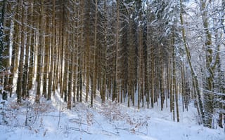 Картинка Зима, Природа, Снег, Лес