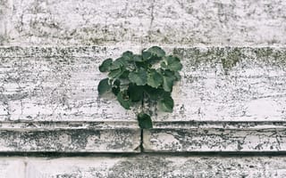 Картинка Листья, Растение, Стена, Зеленый, Разное