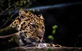 Картинка Животные, Леопард, Морда, Хищник, Большая Кошка