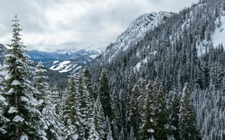 Картинка Природа, Деревья, Снежный, Снег, Лес, Горы