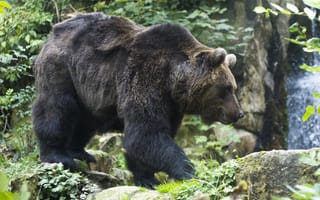 Картинка Животные, Медведь, Бурый Медведь, Прогулка