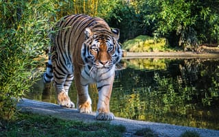 Картинка Животные, Озеро, Большая Кошка, Тигр, Хищник, Взгляд
