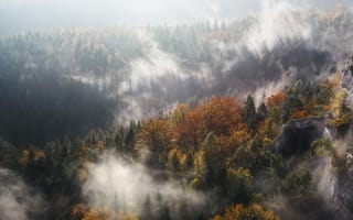 Картинка Природа, Деревья, Горы, Туман, Вершина