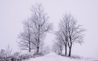 Картинка Зима, Природа, Туман, Дорога, Снег, Деревья, Лес