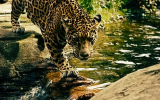 Картинка Животные, Вода, Хищник, Леопард, Большая Кошка