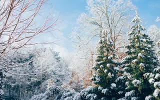 Картинка Зима, Природа, Снег, Ели, Лес