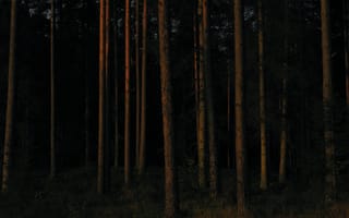 Картинка Природа, Деревья, Сосны, Темный, Лес