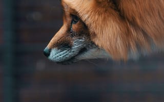 Картинка Животные, Пушистый, Морда, Дикая Природа, Лиса, Зверь