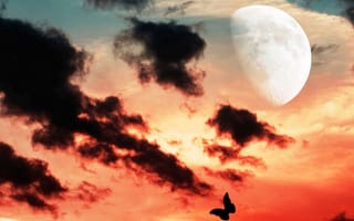 Картинка Темные, Темный, Облака, Луна, Силуэт, Бабочка, Волк