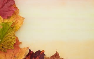 Картинка Осень, Листья, Желтый, Макро, Красный, Зеленый